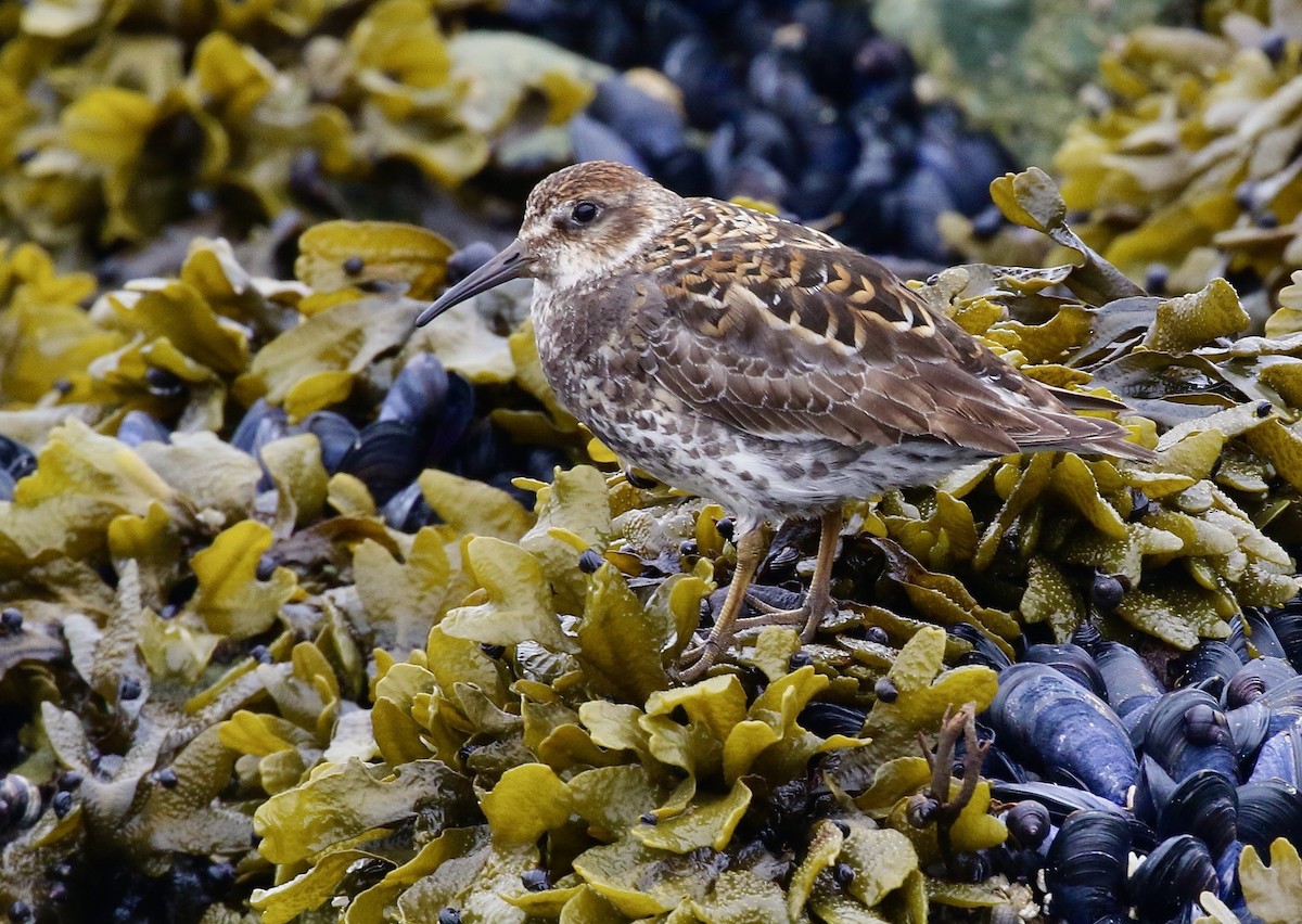 Rock Sandpiper - ML463192511