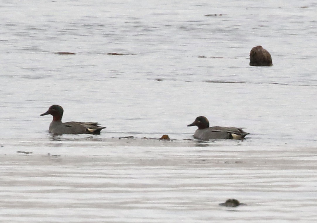 Green-winged Teal (Eurasian) - ML463192781