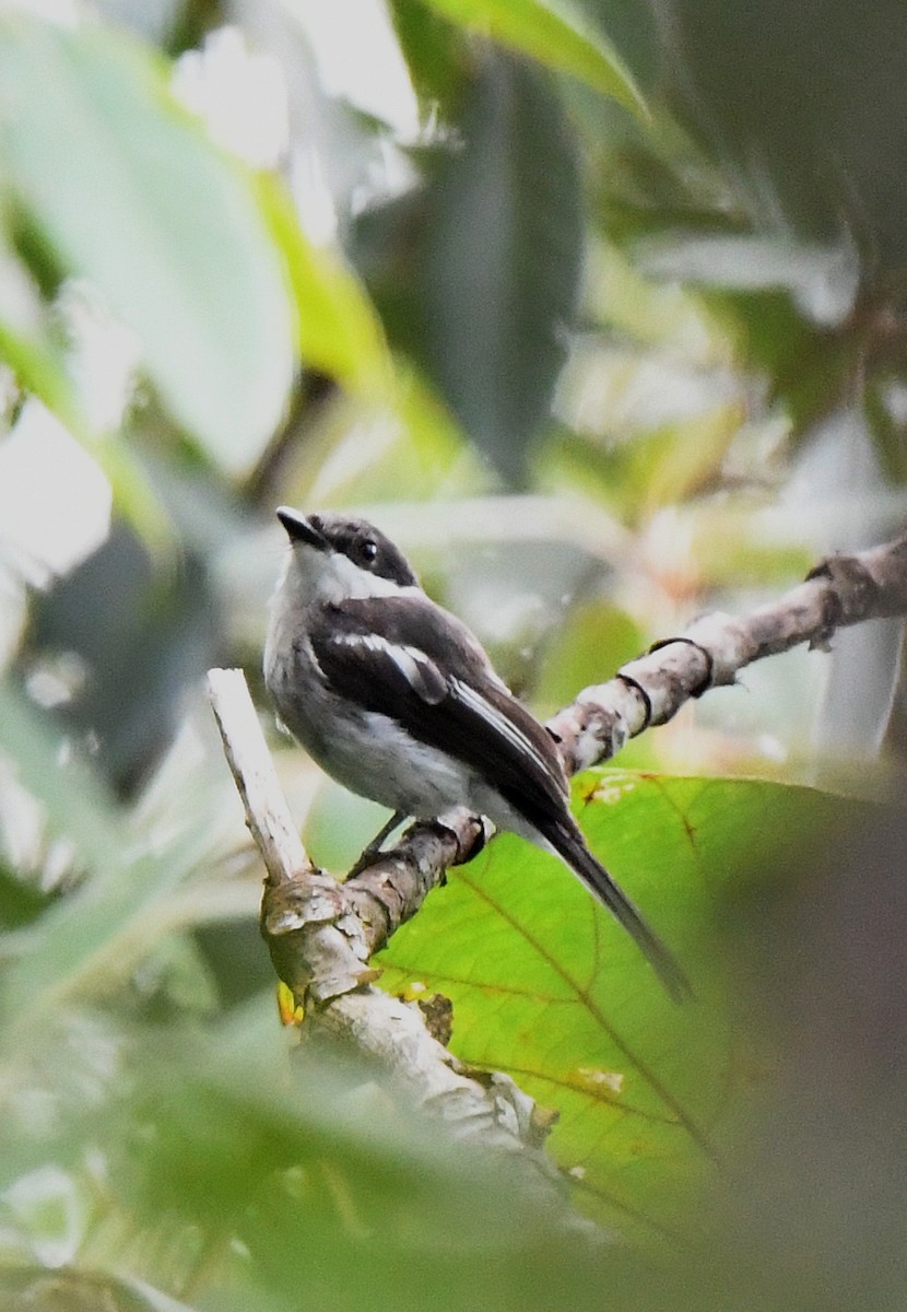 Bar-winged Flycatcher-shrike - ML463193041