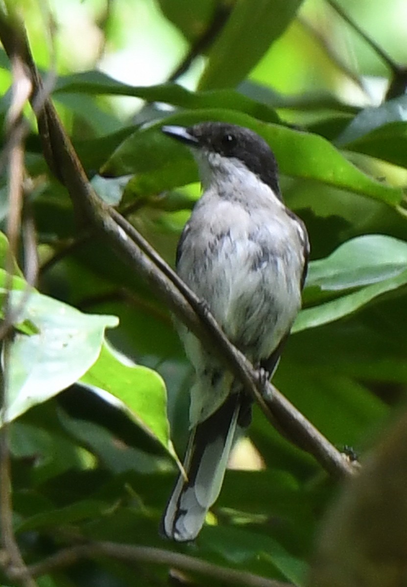 Black-winged Flycatcher-shrike - ML463193111