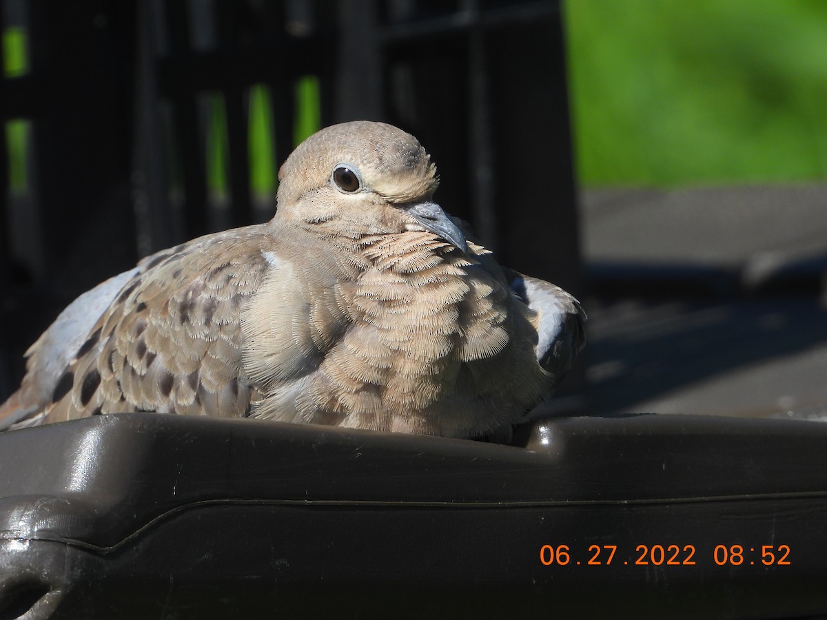 Mourning Dove - inga schmidt