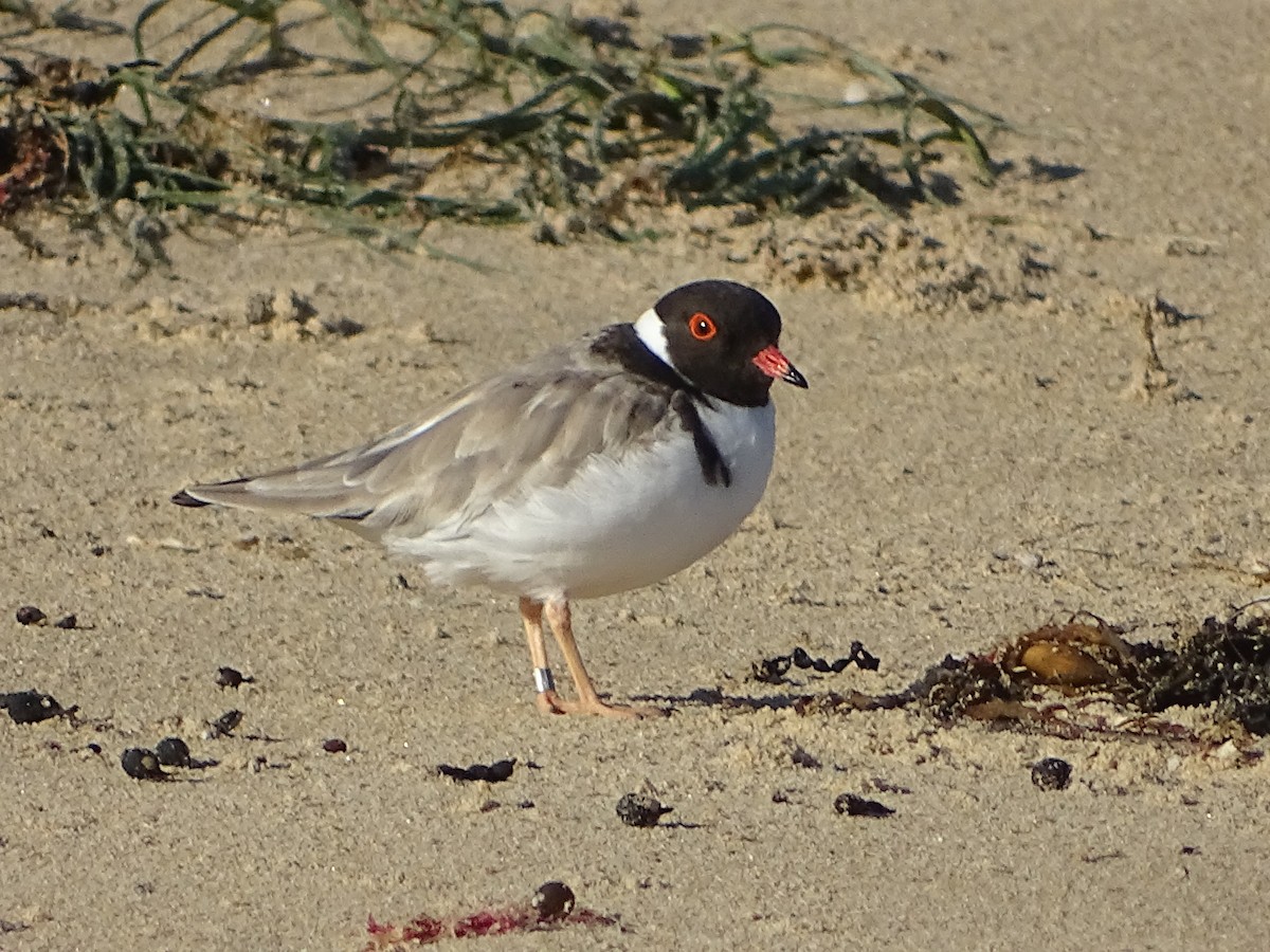 Hooded Plover - Tom May