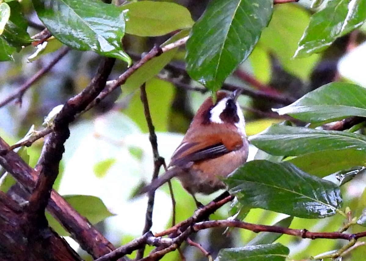 Fulvetta de Hodgson - ML463193491