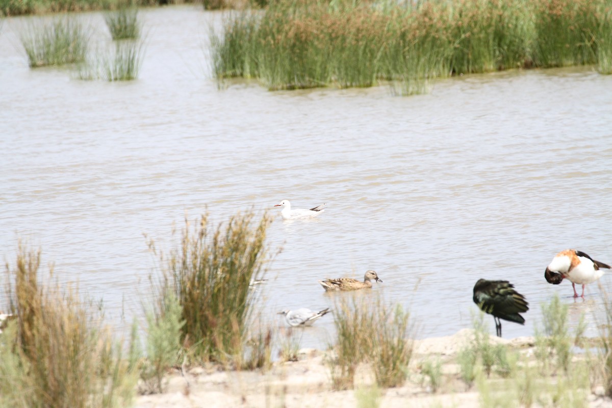 Slender-billed Gull - ML463195961