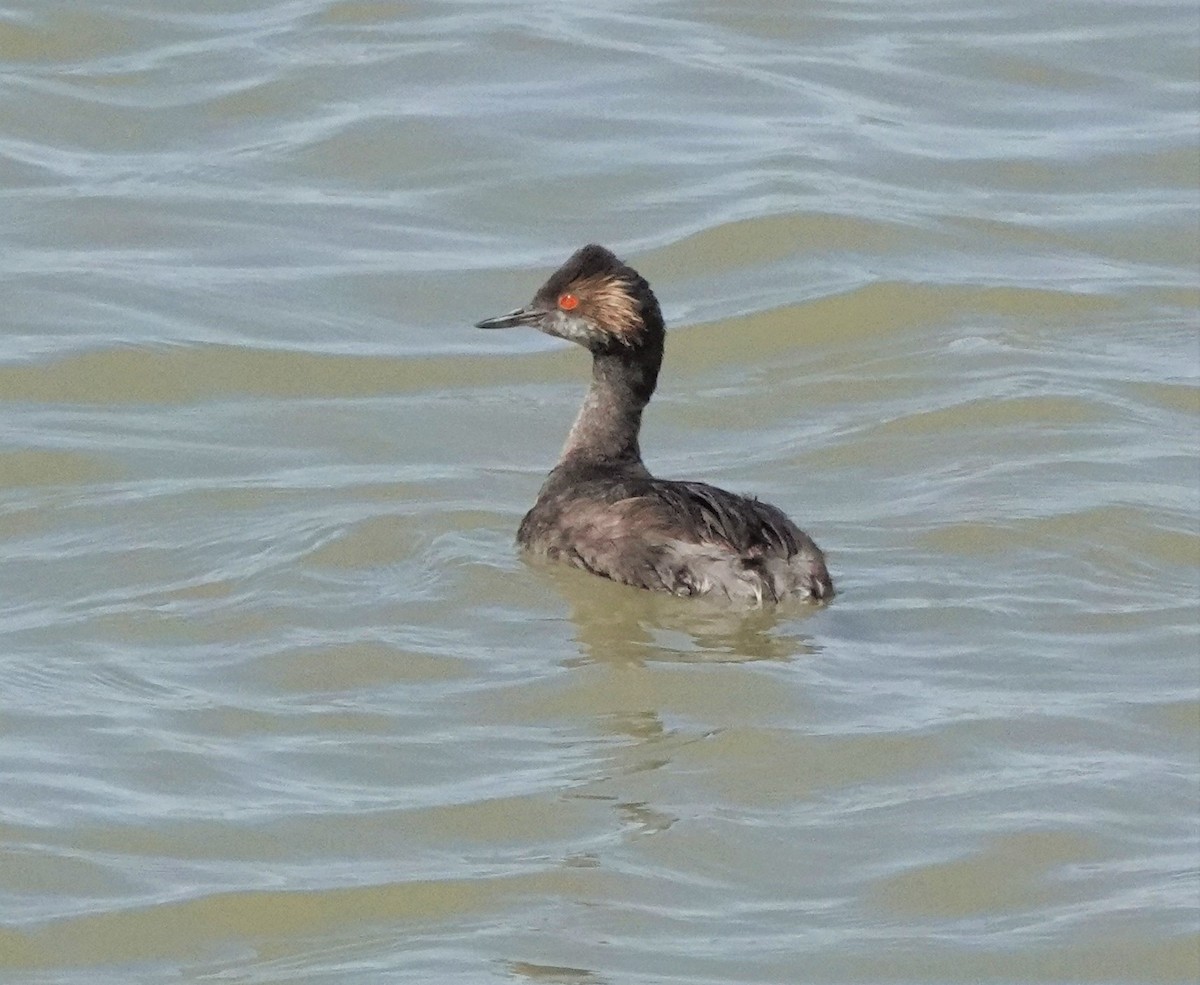 Халтар шунгуур - ML463196981