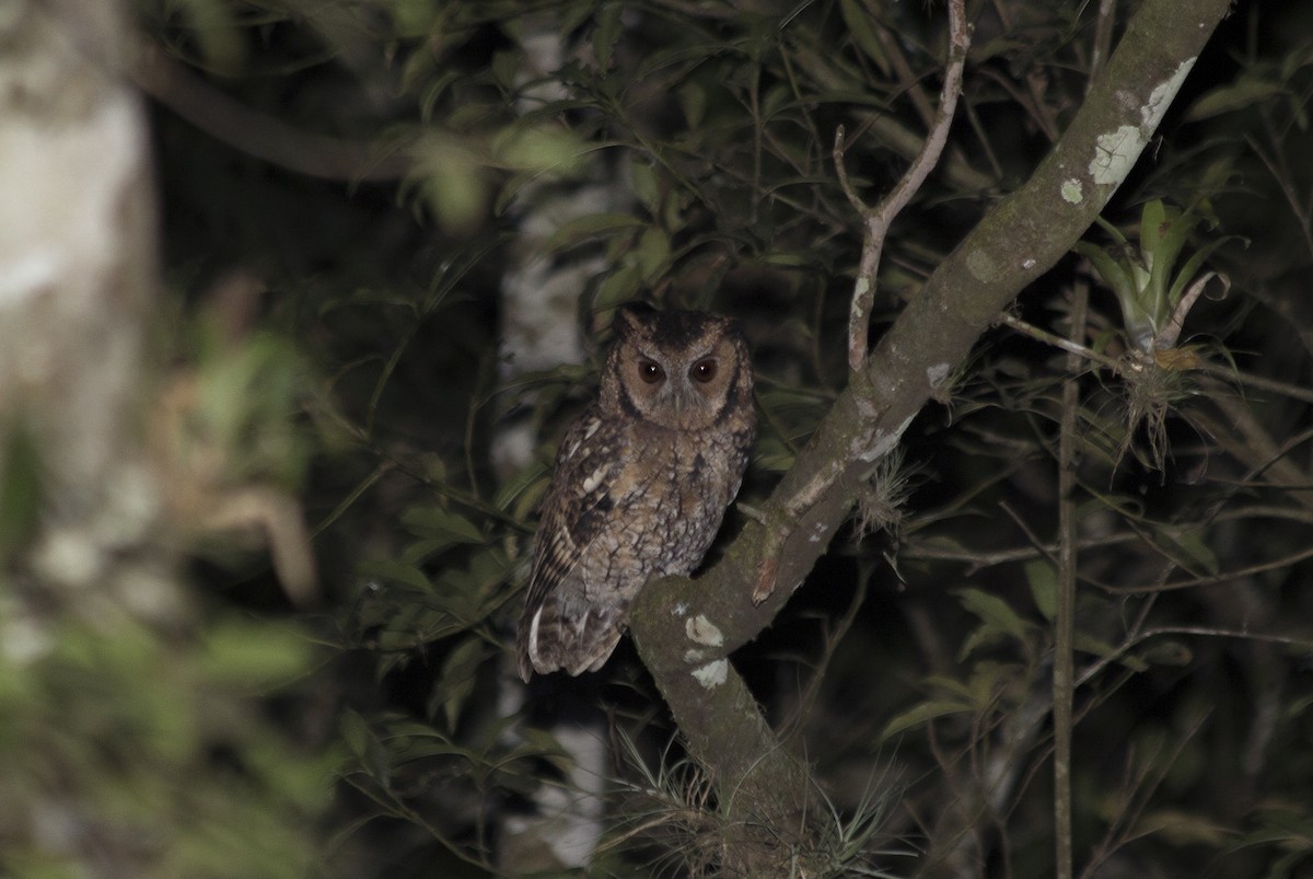 Long-tufted Screech-Owl - Lorena Patrício