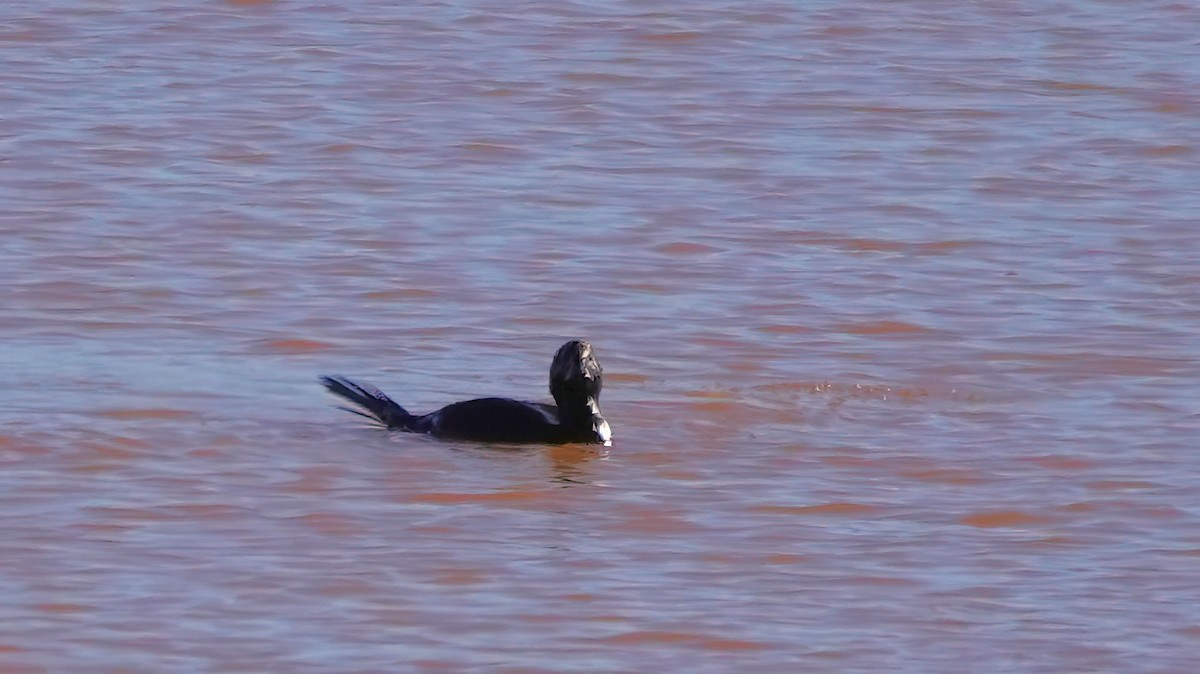 Musk Duck - ML463198281