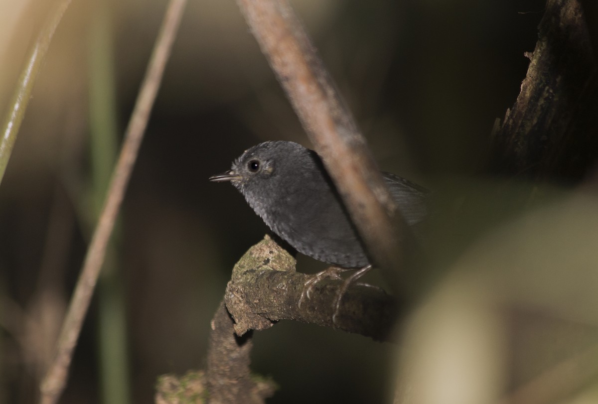 Mouse-colored Tapaculo - ML46320001