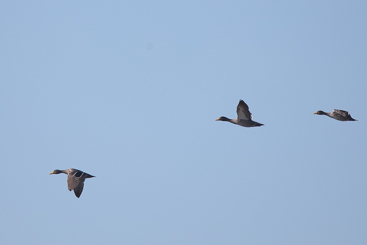 Yellow-billed Duck - ML463200321