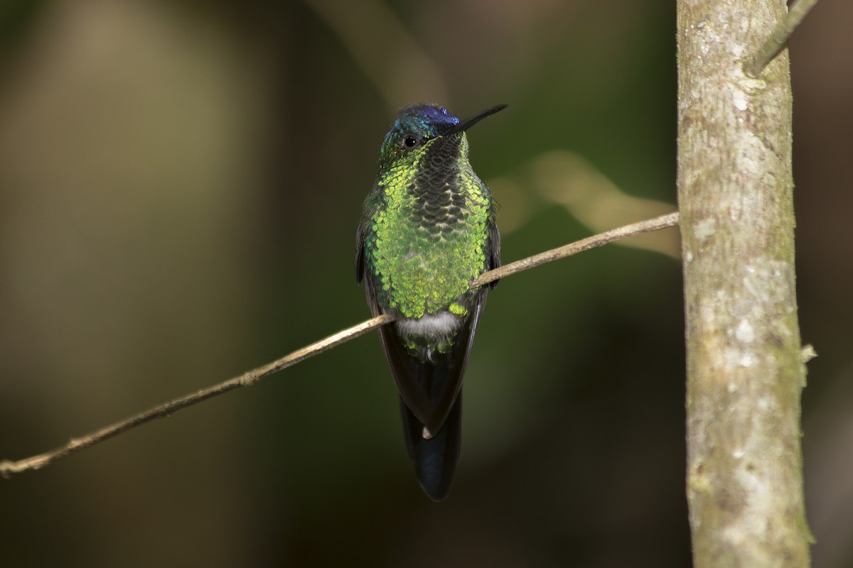 Violet-capped Woodnymph - ML46320051