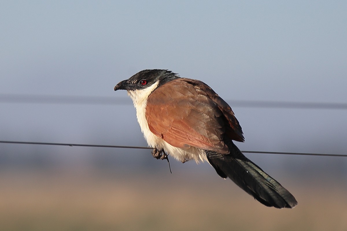 White-browed Coucal - ML463200731