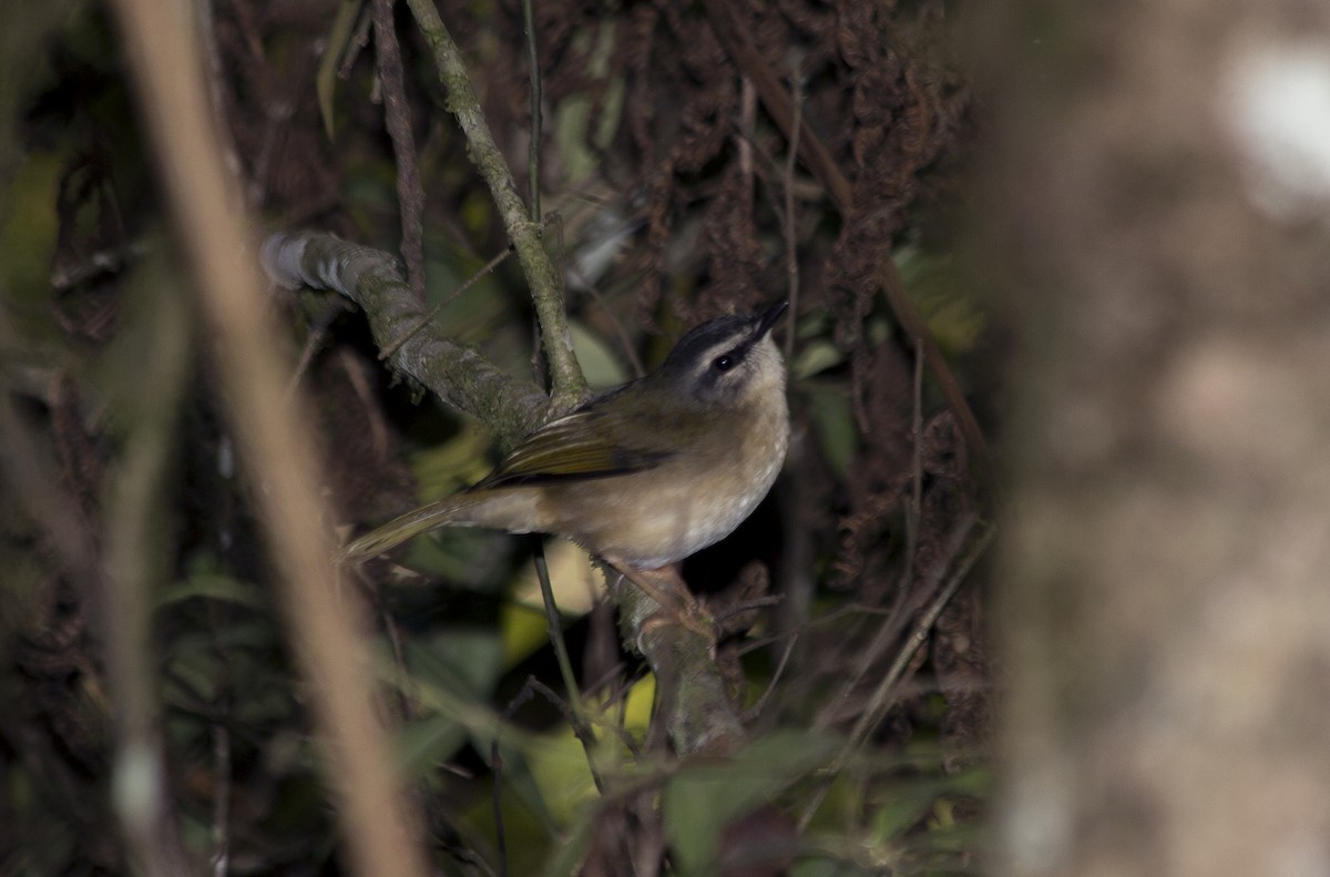 Riverbank Warbler (Southern) - ML46320101