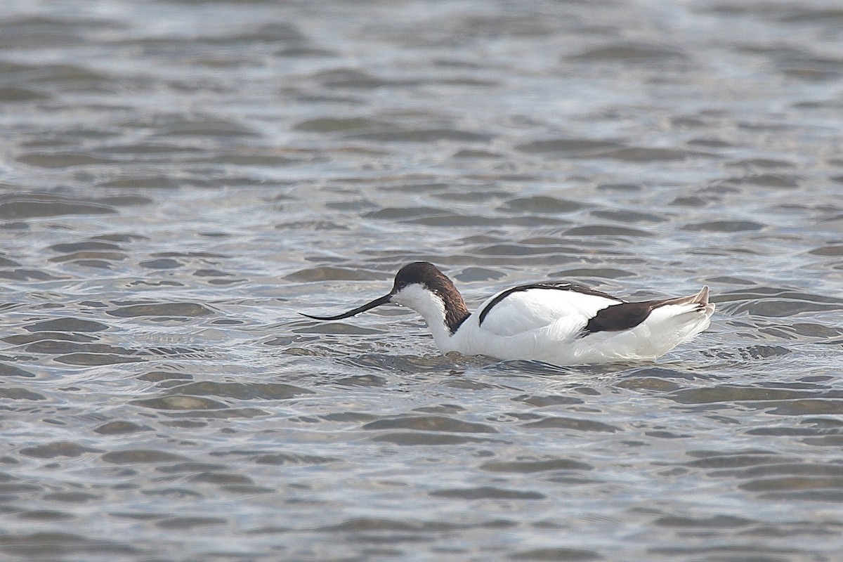 Pied Avocet - ML463201101