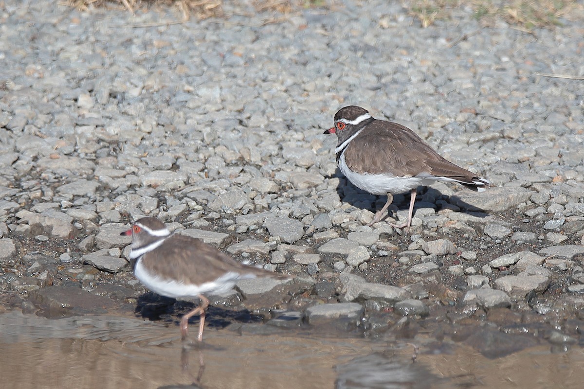 Three-banded Plover - ML463201171
