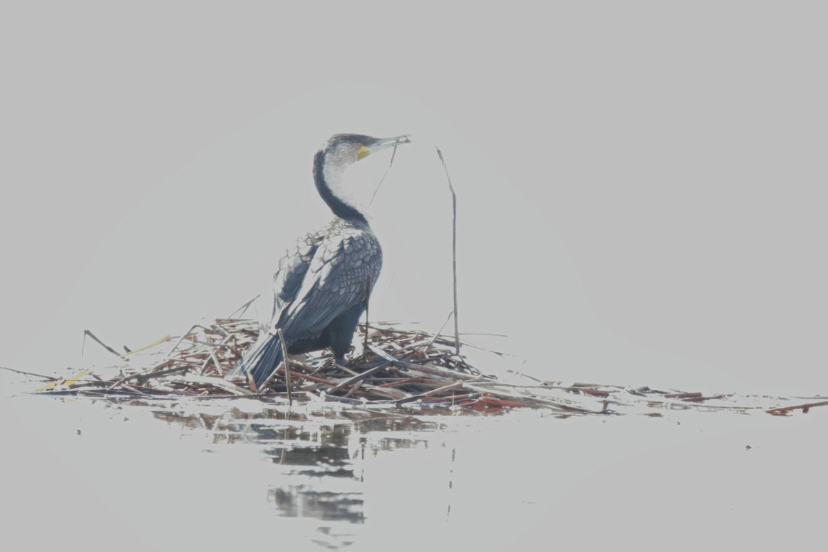 Great Cormorant - ML463201231