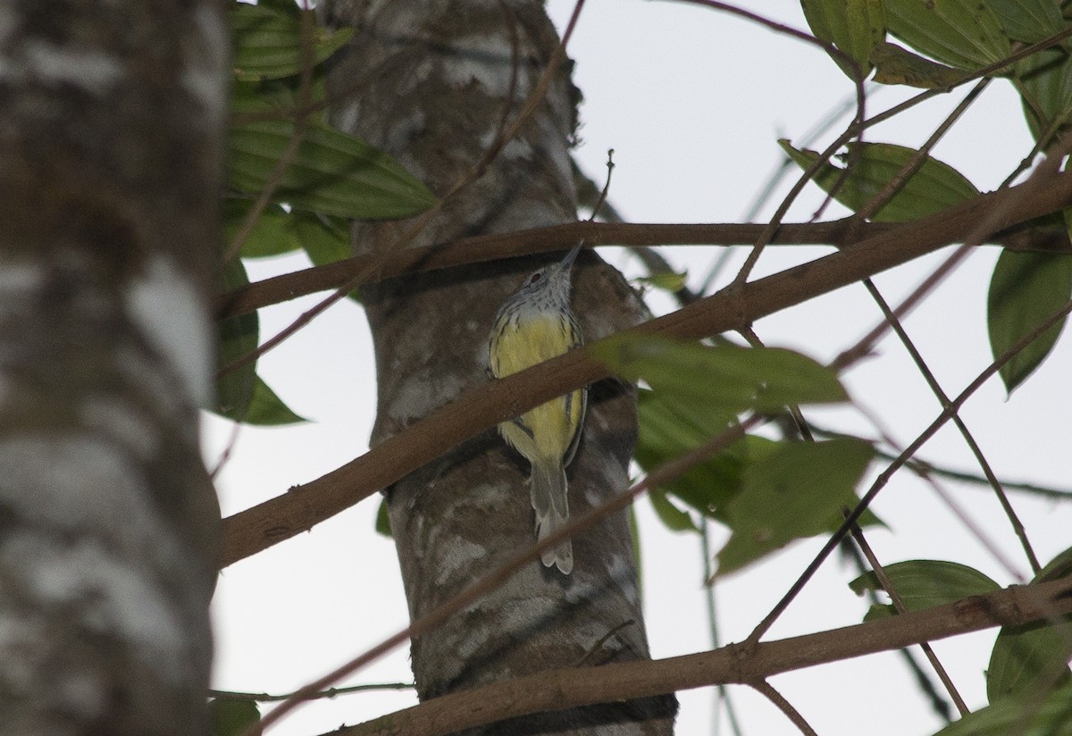 Streak-capped Antwren - ML46320141