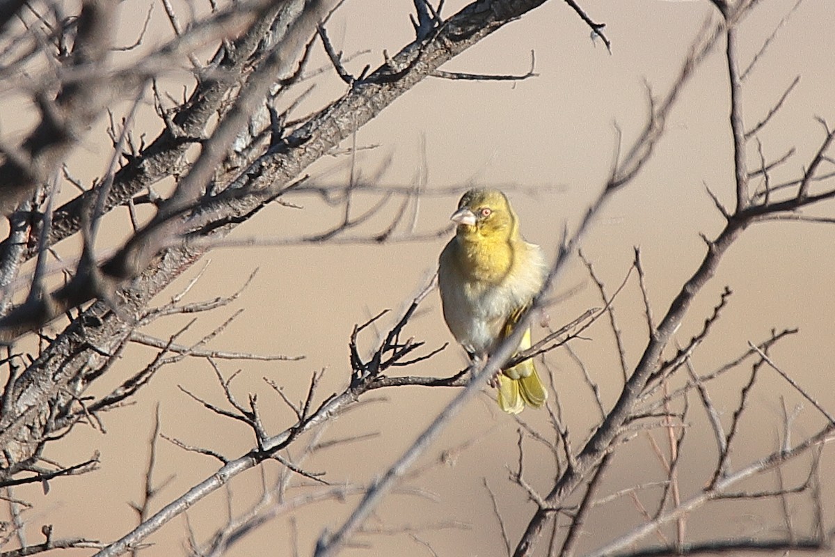 Cape Weaver - Johan Heyns