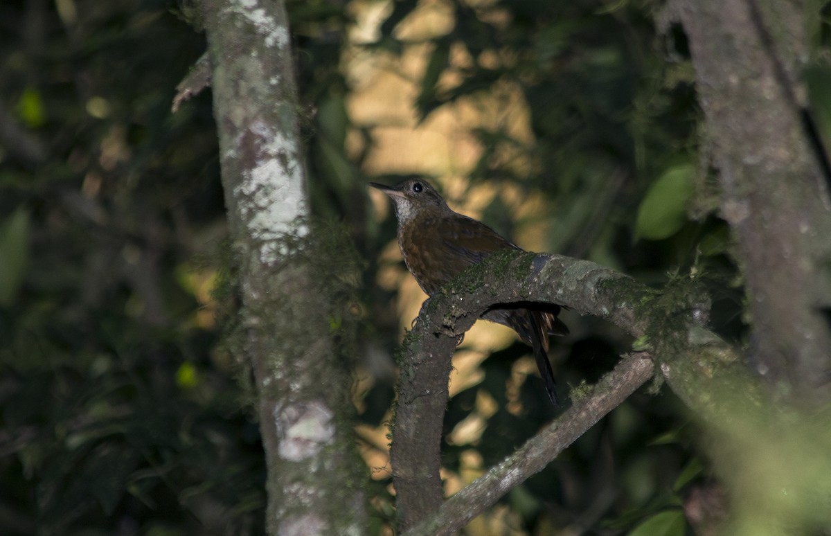 Rufous-breasted Leaftosser - ML46320151