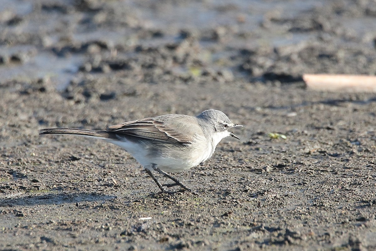 Cape Wagtail - ML463201591