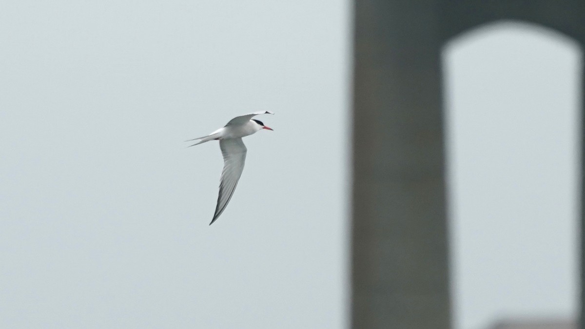 Common Tern - ML463201681