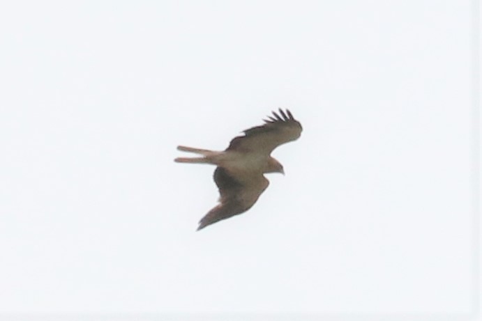 Booted Eagle - ML463202581