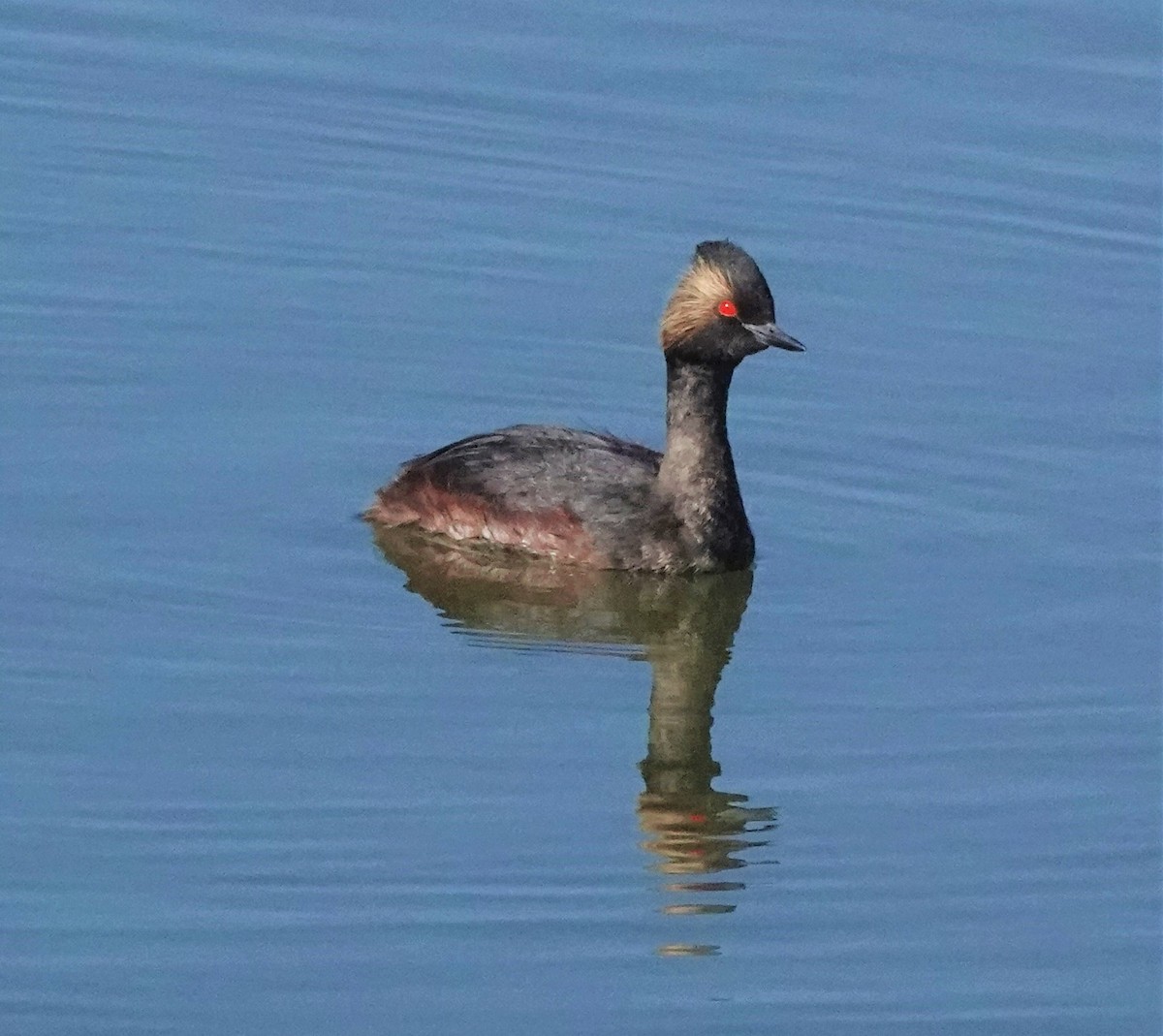 Халтар шунгуур - ML463203811