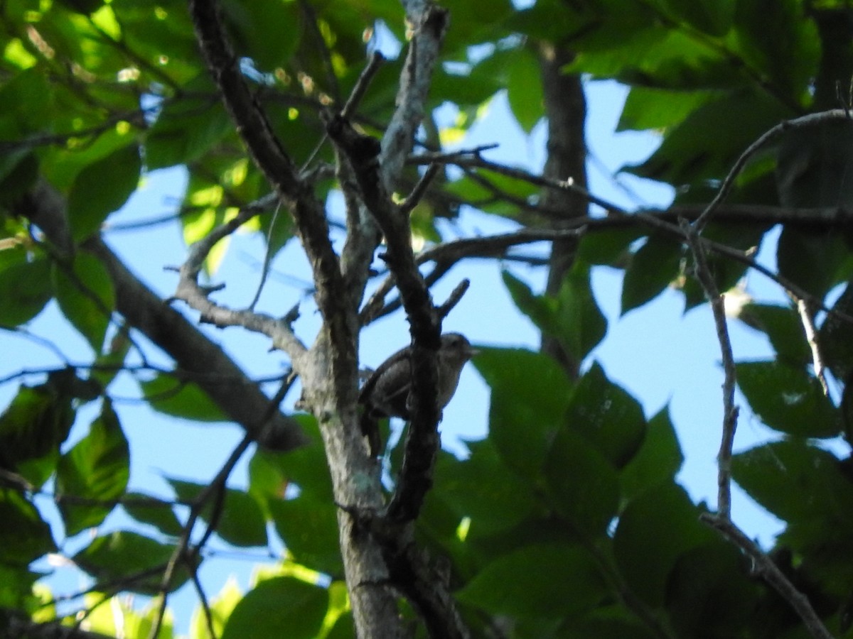 Winter Wren - ML463205021