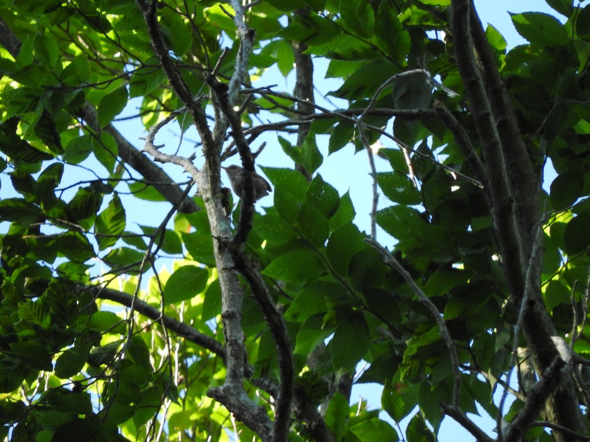 Winter Wren - ML463205041