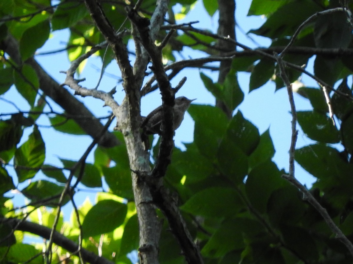 Winter Wren - ML463205051