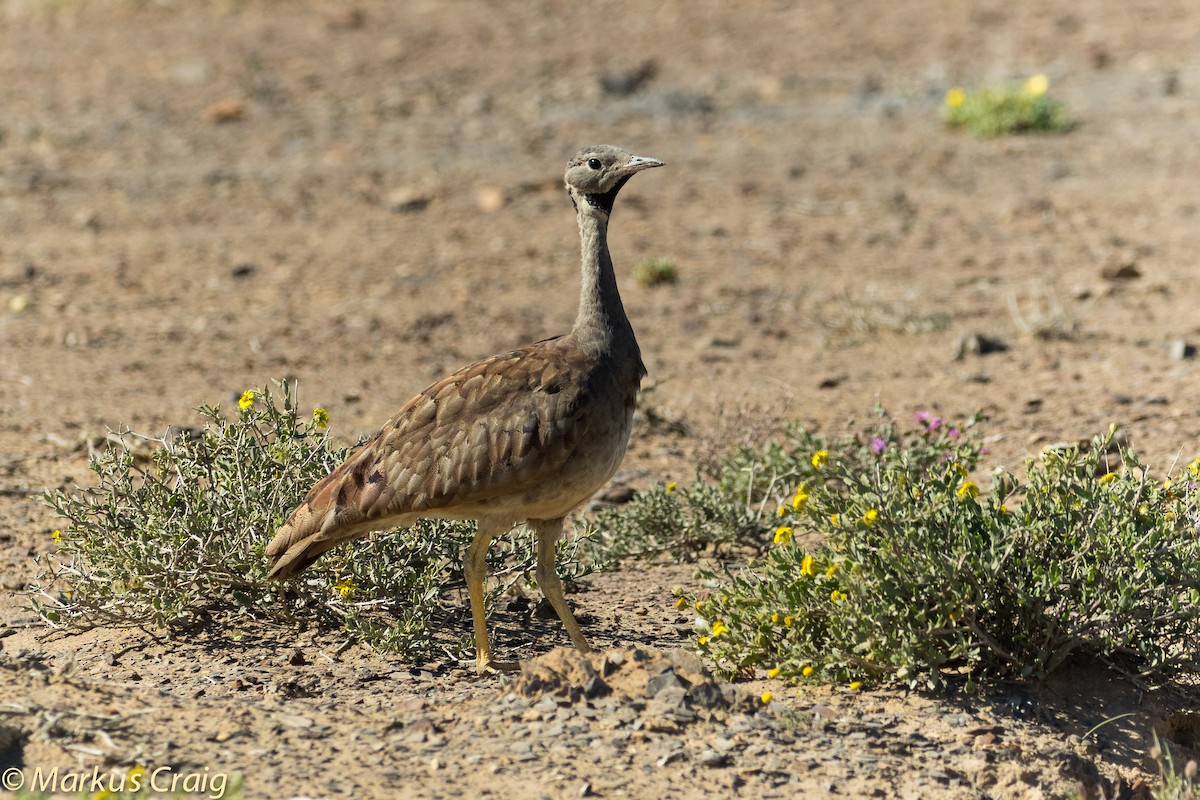 Karoo Bustard - Markus Craig