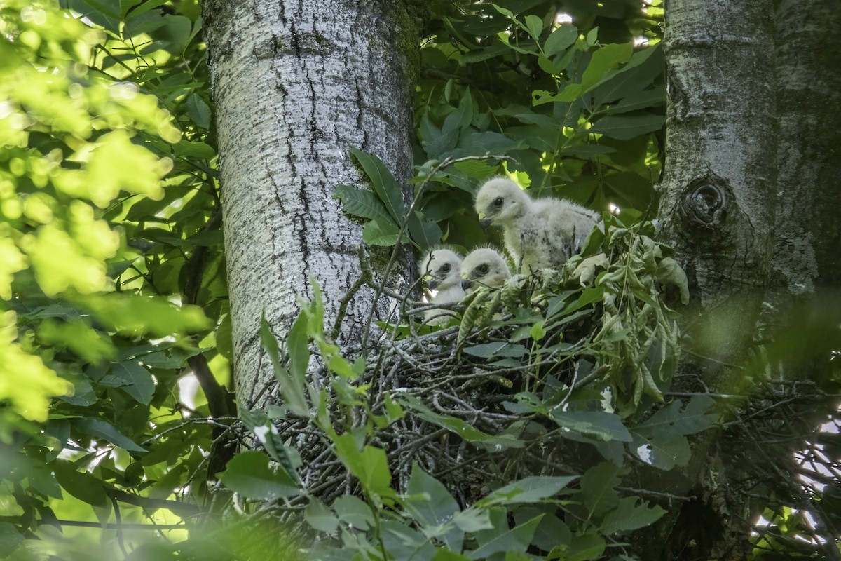 Broad-winged Hawk - ML463207711