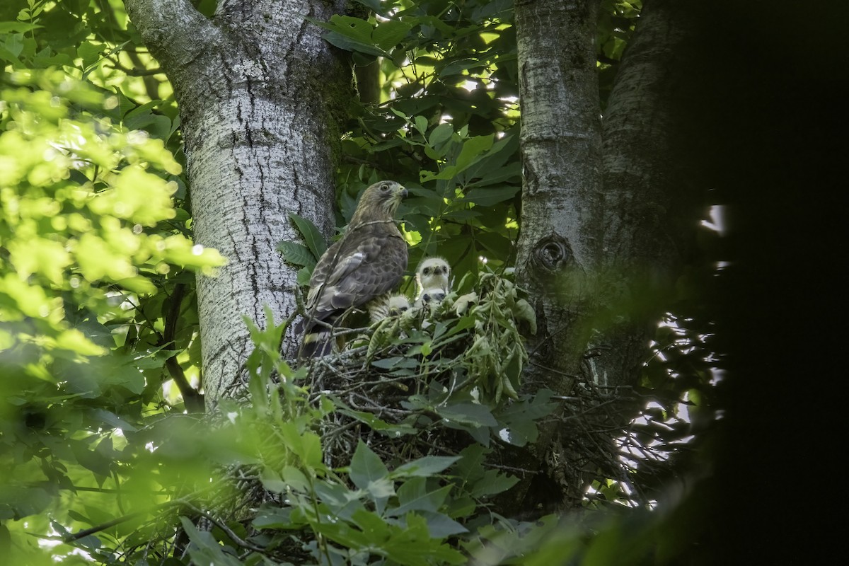 Broad-winged Hawk - ML463207721