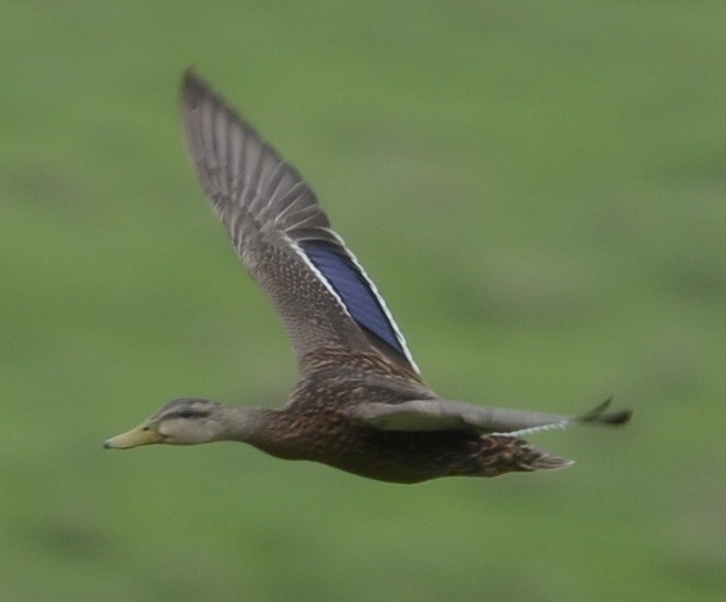 Mexican Duck - ML463208051