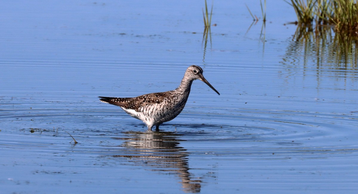 Greater Yellowlegs - Stefan Mutchnick