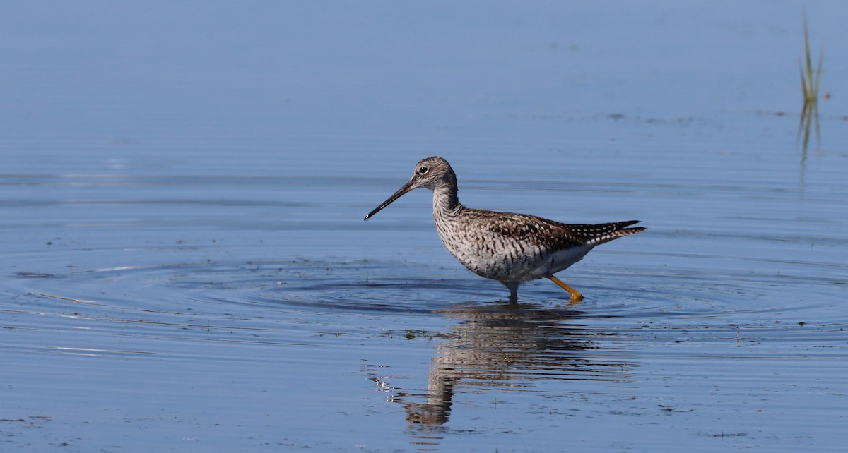 Greater Yellowlegs - ML463210531