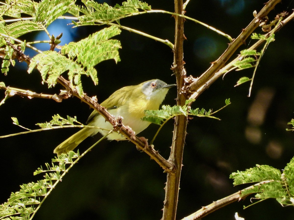 Apalis à gorge jaune - ML463210821