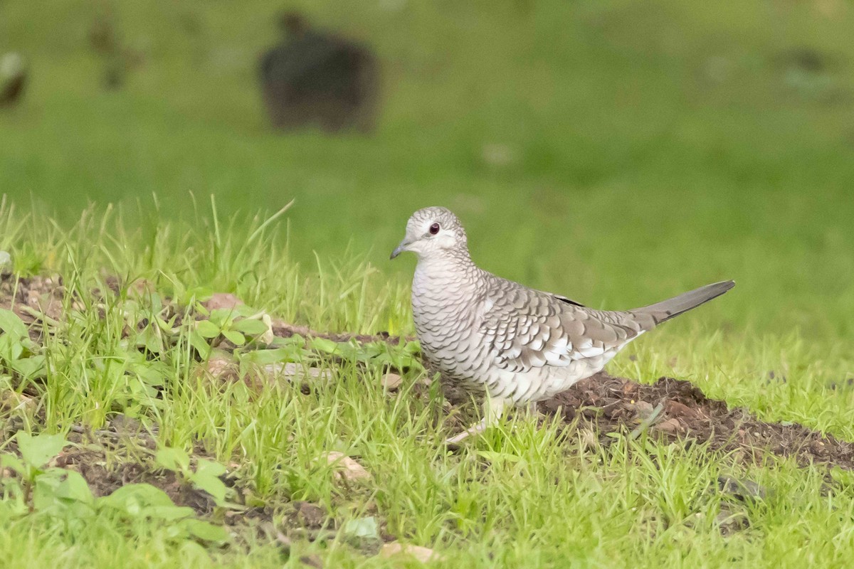 Scaled Dove - Linda Rudolph