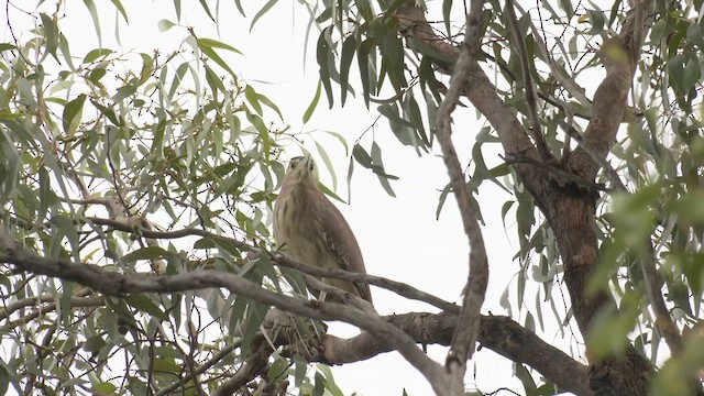 Nankeen Night Heron - ML463211801