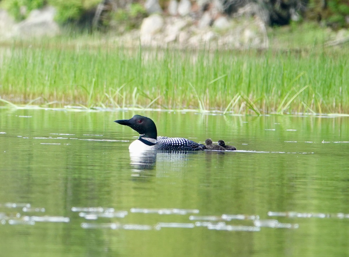 Common Loon - ML463213471