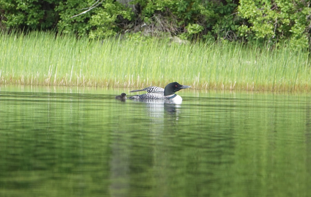 Common Loon - ML463213481