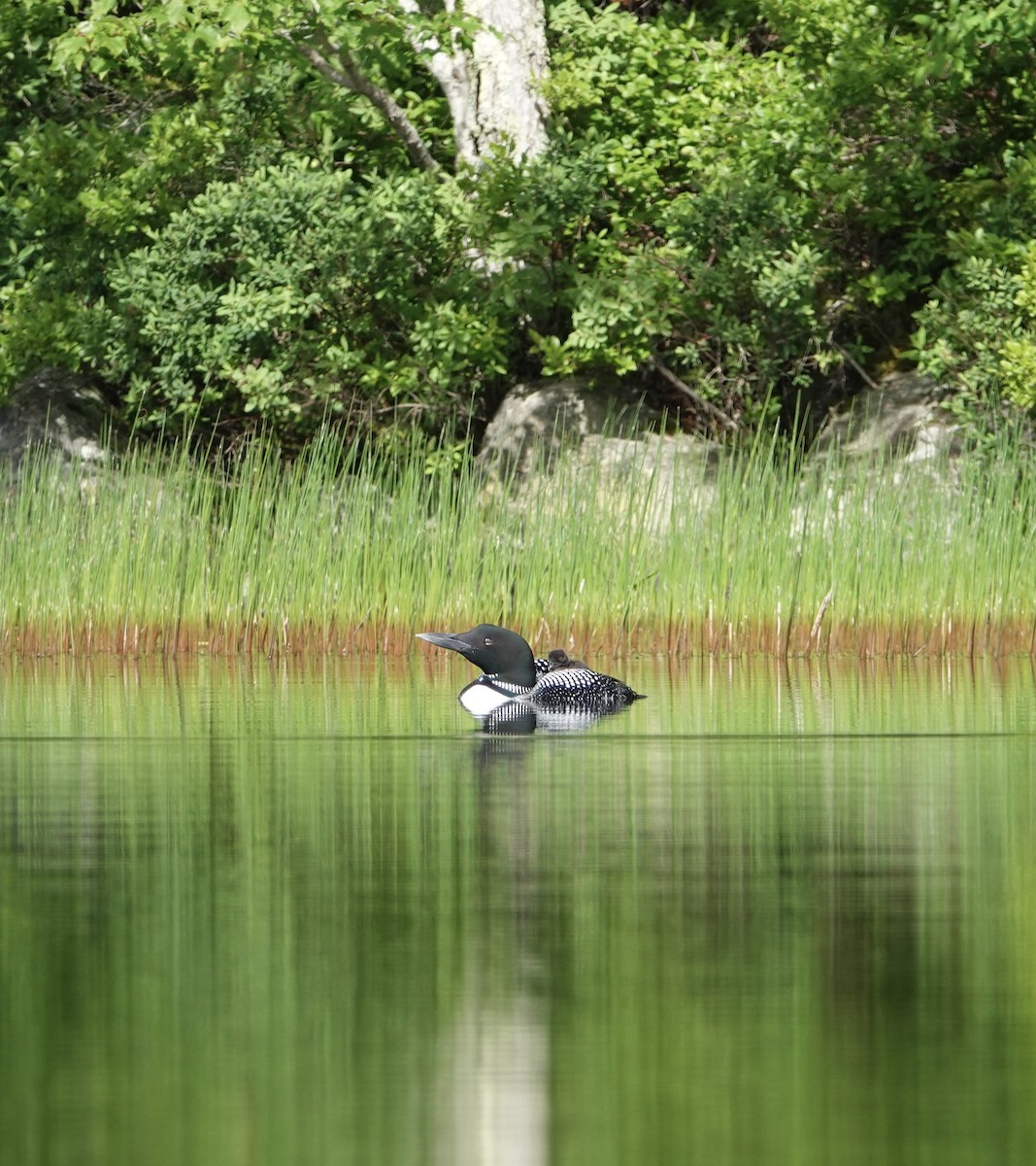 Common Loon - ML463213491