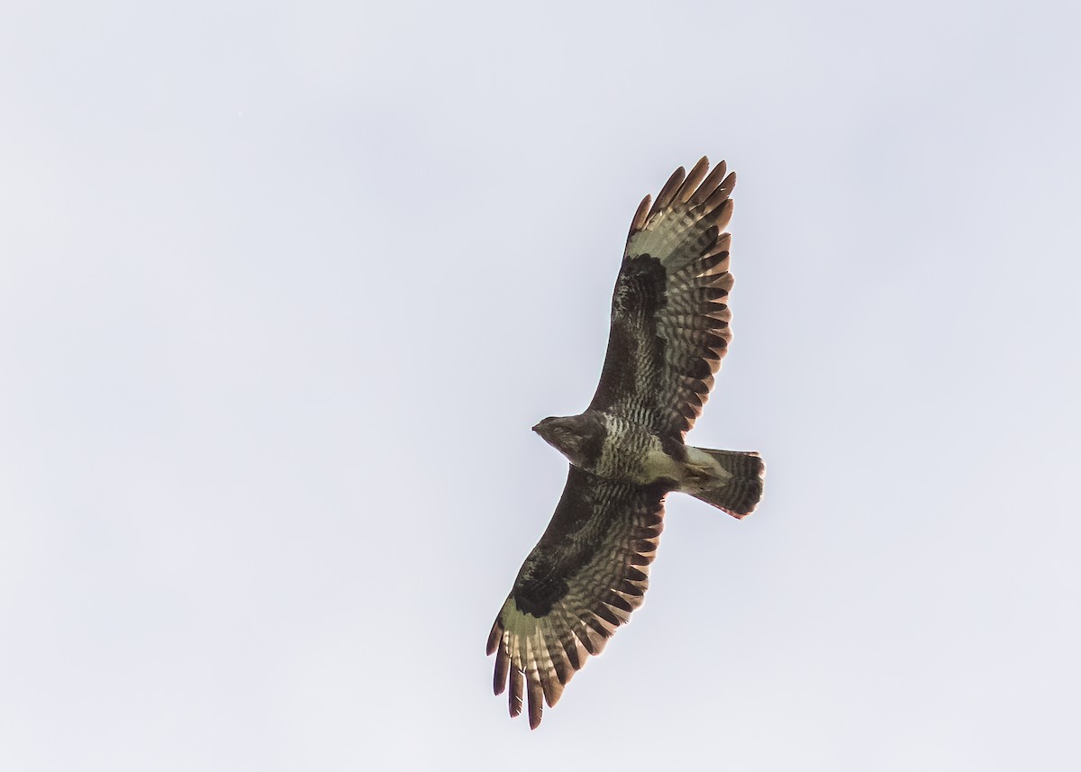Common Buzzard - Mikko Pyhälä