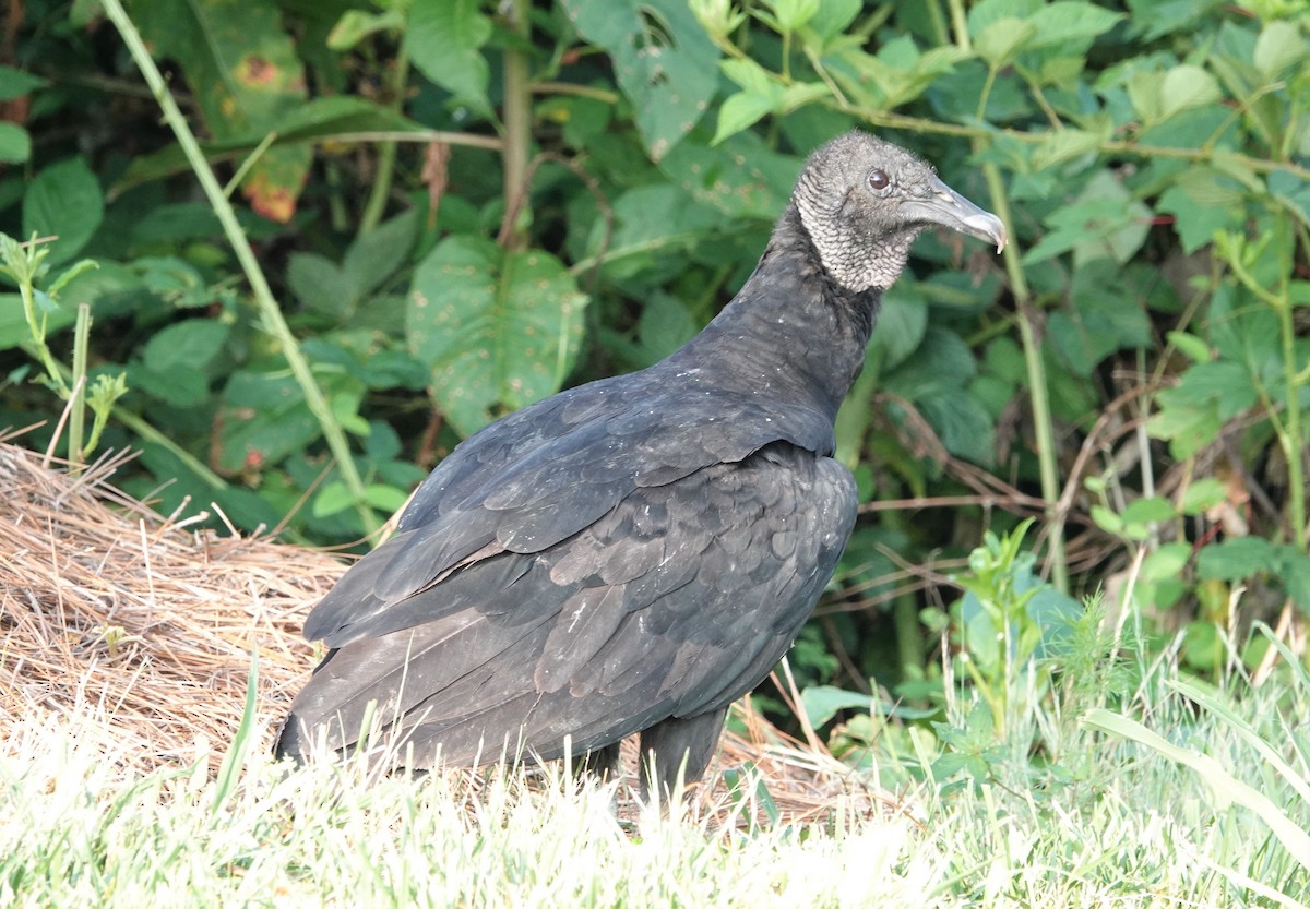Black Vulture - ML463214981