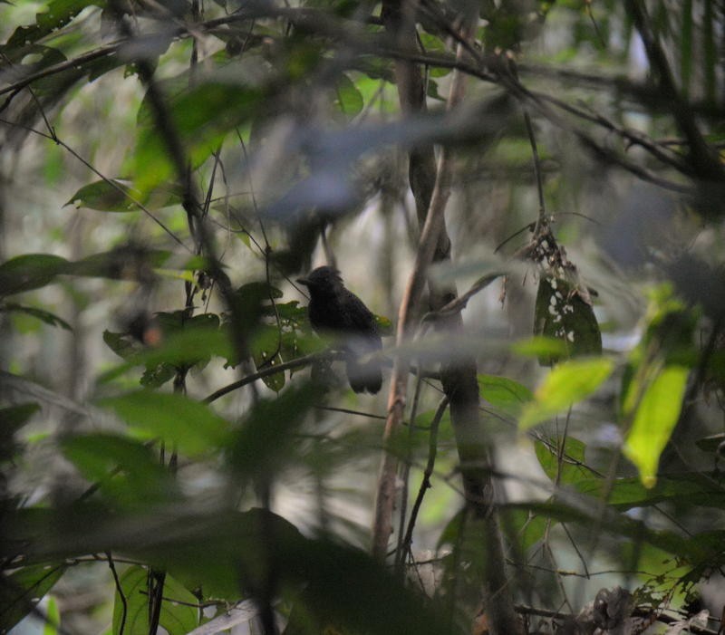 Кущівник-чубань перуанський - ML463215451