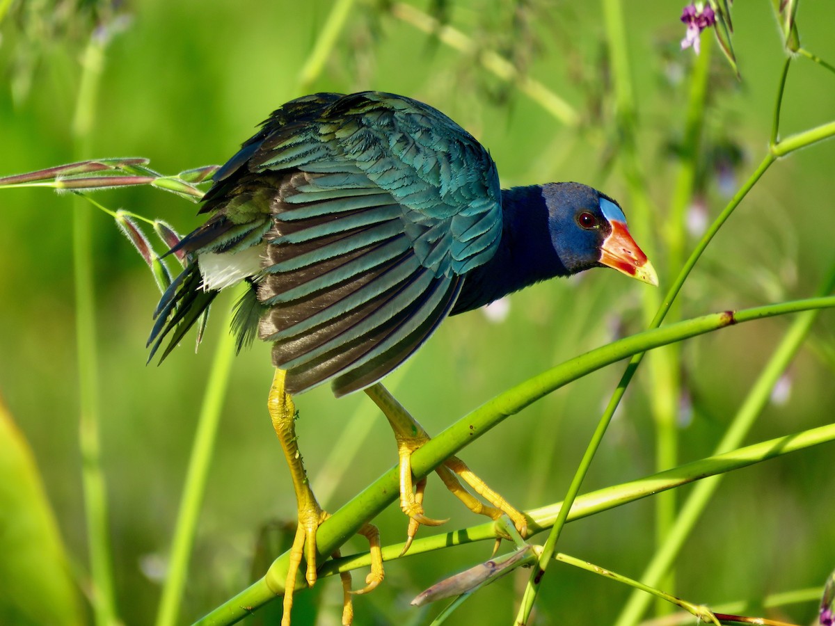 Purple Gallinule - Lloyd Davis