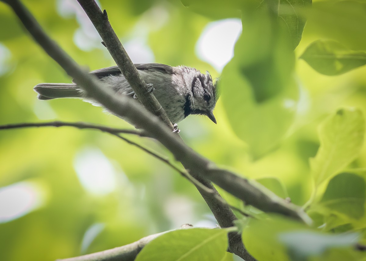 Crested Tit - Mikko Pyhälä