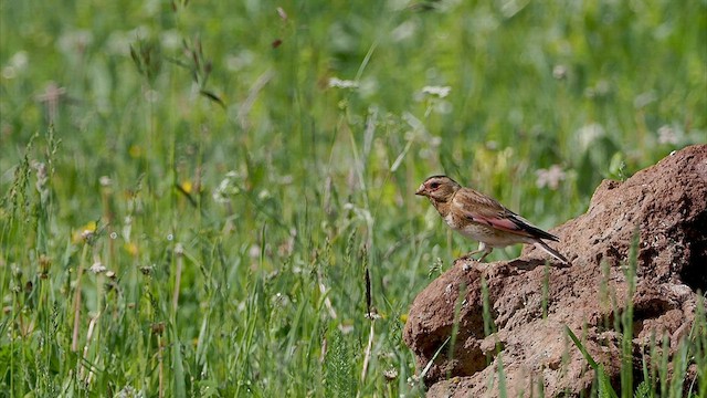 Crimson-winged Finch (Eurasian) - ML463218191