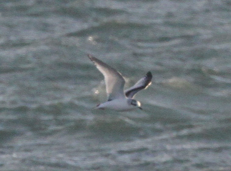 Gaviota Enana - ML463218341