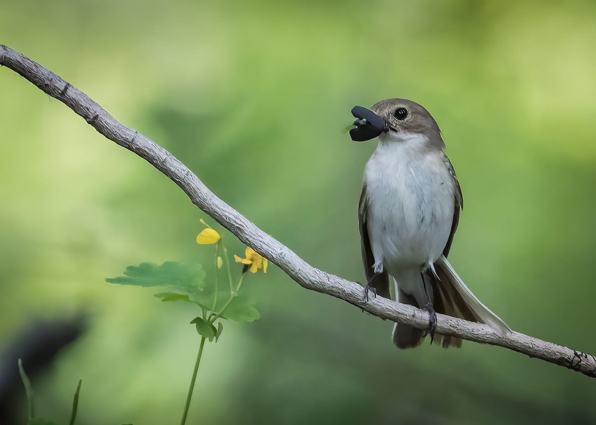 European Pied Flycatcher - ML463218351