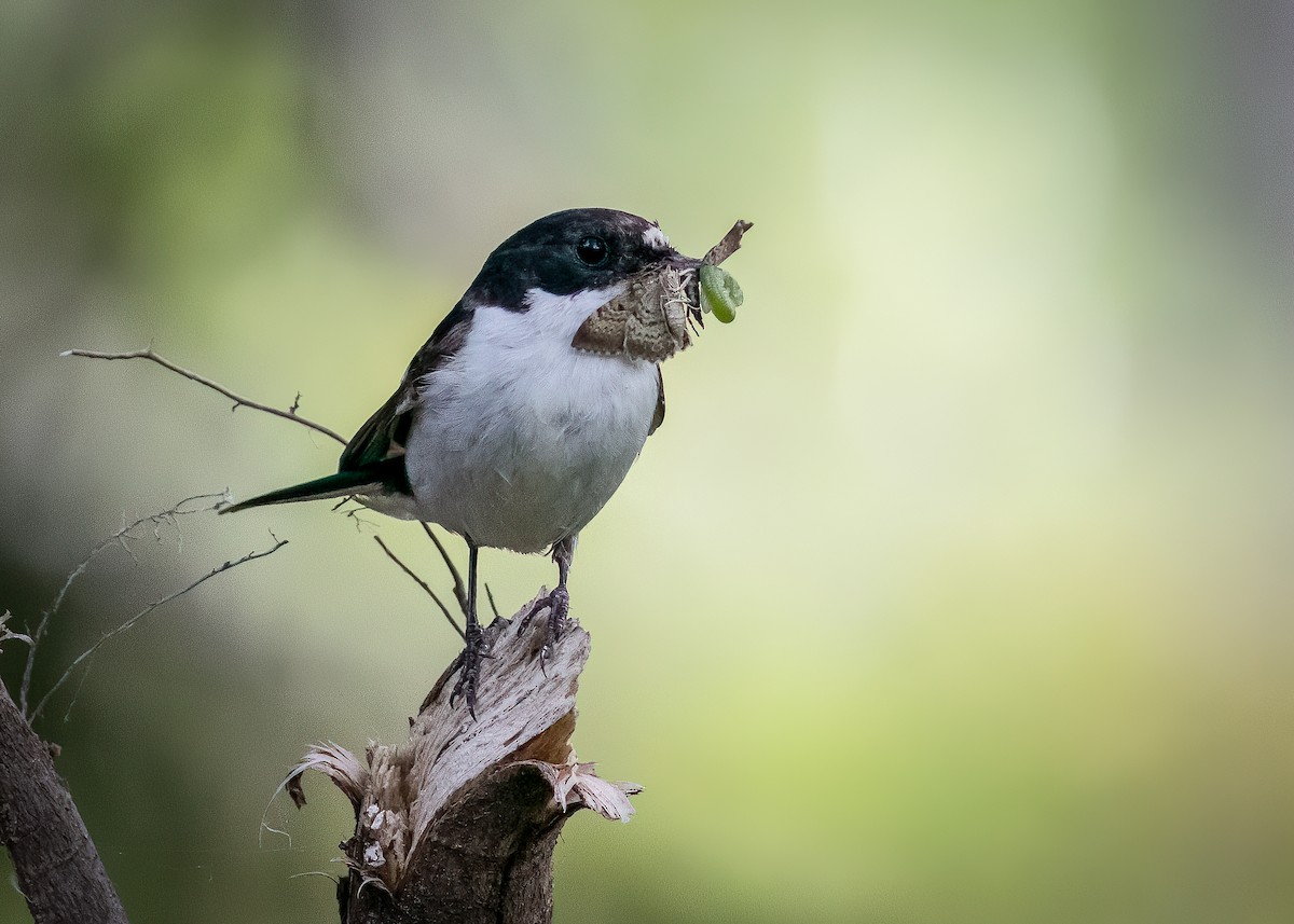 European Pied Flycatcher - ML463218631